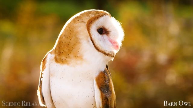 Птицы Мира 4K - Живописный Фильм О Дикой Природе С Успокаивающей Музыкой.webm смотреть онлайн