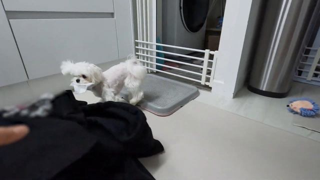 강아지 키우는 집이 빨래 개기 힘든 이유 ㅋㅋㅋ смотреть онлайн