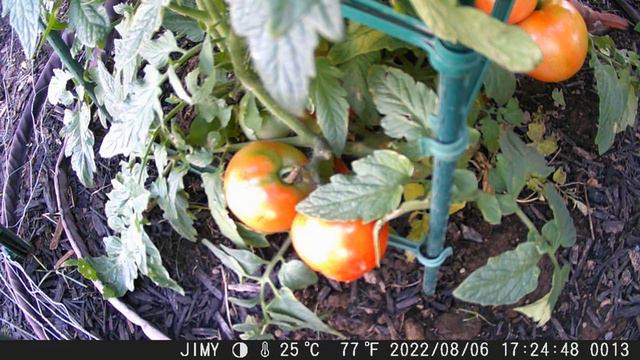 Cardinal eats tomatoes смотреть онлайн