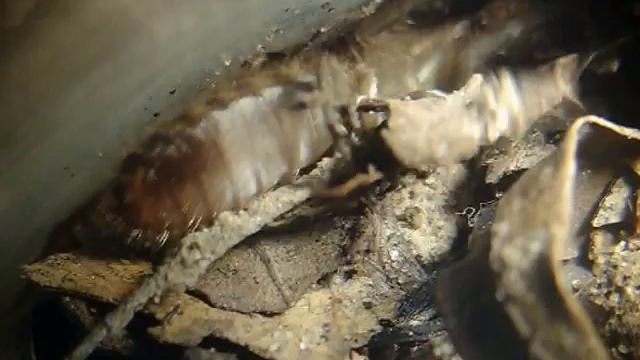 Solífugo (Solifugae - Mummuciidae - Gaucha fasciata) смотреть онлайн
