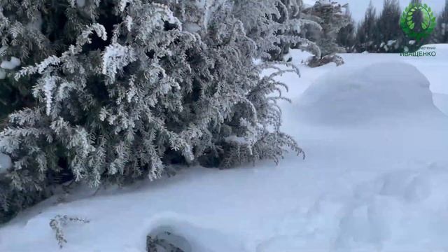 Делюсь с вами зимней красотой. Это просто чудо!. Питомник ? и ? Е. Иващенко смотреть онлайн