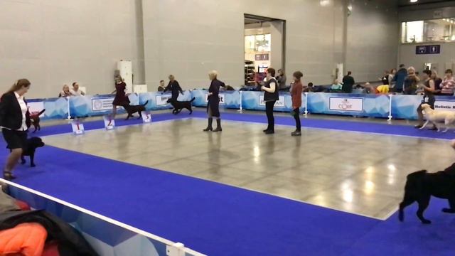 Лабрадоры на Кубке президента 2017 смотреть онлайн