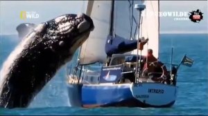 40 тонный кит напал на яхту на глазах у туристов  Кит чуть не потопил яхту  Nat Geo Wild