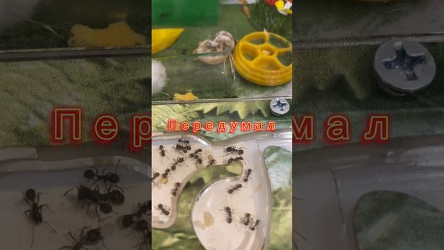 Сила Муровья