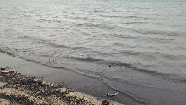 Почему в Сингапуре нельзя купаться в море? Показываем насколько чистая вода на тропическом острове! смотреть онлайн