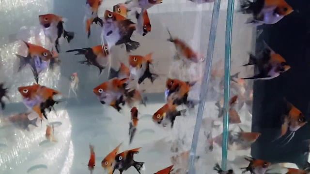 Scalare Red Devil grade A смотреть онлайн