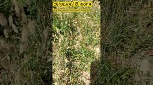 Сухоцвет лагурус из семян. От посева до урожая 2022 #сухоцветы #лагурус #driedflowers #горячийключ