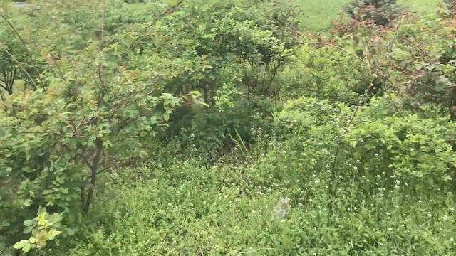 Прогулка за новой орхидеей! Кто со мной? смотреть онлайн