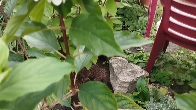 Готовим хелат железа сами . Хлороз .Что буду лечить . смотреть онлайн