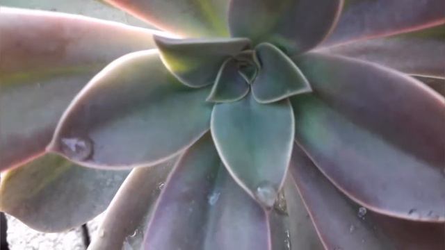 GRAPTOVERIA FRED IVES Y SU SECRETO