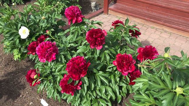2021 Bloom Season - Red Charm (Glasscock, 1944) смотреть онлайн