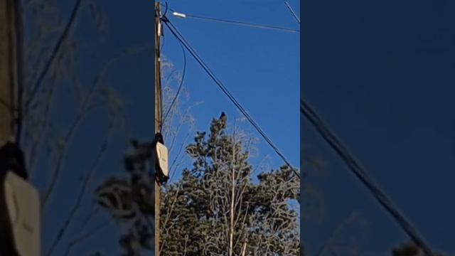 Работает второй номер. Снял каркушу с ... метров ?) Хорошее качество в телеге смотреть онлайн