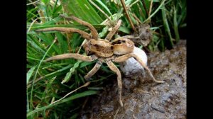 Пауки и паукообразные