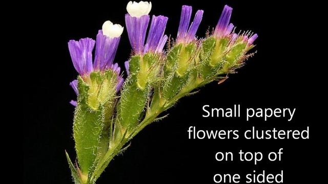 Limonium Sinuatum - Annual Statice
