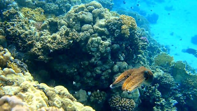 Abu Dabbab Bay, Marsa Alam (В бухте Абу Дабаб в Марса Алам) смотреть онлайн