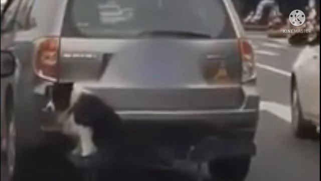 Мужчина привязал свою собаку к задней части внедорожника, таким образом он хотел проучить пса смотреть онлайн