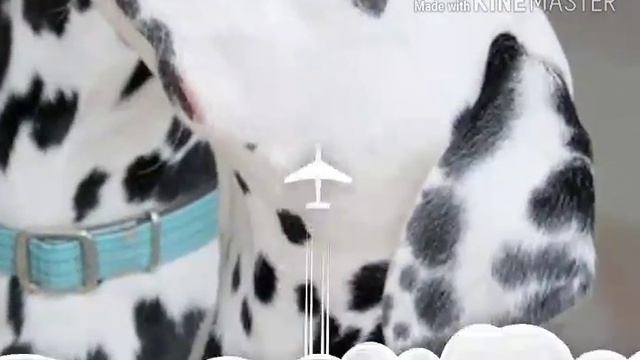 Фото собак под музыку. смотреть онлайн