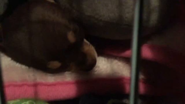 Our little doggo is sleeping. смотреть онлайн