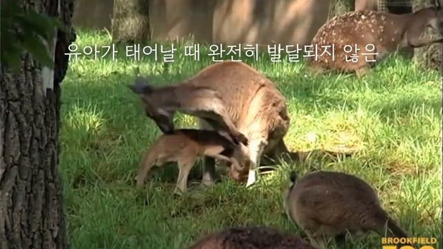 "뛰어난 점프 능력의 주인공, 캥거루" смотреть онлайн