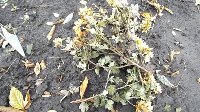 КАК СОХРАНИТЬ КОРЕЙСКУЮ ХРИЗАНТЕМУ В ОТКРЫТОМ ГРУНТЕ.ВАЖНЫЕ МЕРОПРИЯТИЯ. смотреть онлайн