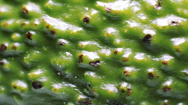 Macro at home (short film) смотреть онлайн