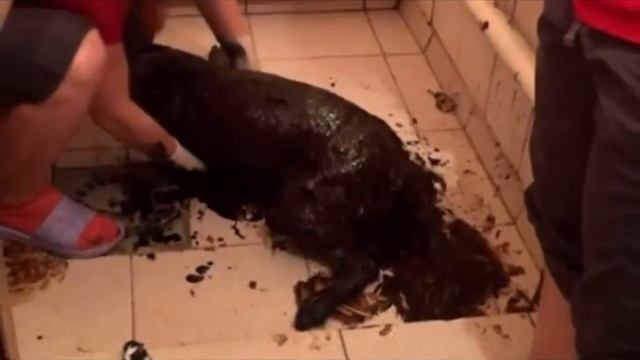 Люди нашли странное чёрное существо, когда они его отмыли, то представить не могли кем тот окажется