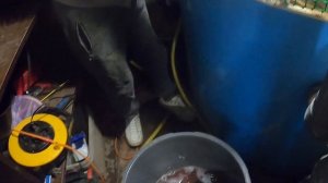 Разведение форели в УЗВ дома,прирост за 4 месяца.