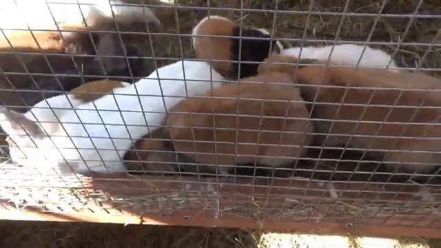 Цветное разнообразие маленьких пушистых зверьков🐇🐾 ПАРК ЗЕМЛЯ ПРАЙДА 🌿 смотреть онлайн
