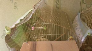 Кореллы бросили кладку, не сидят на яйцах... 2 дня уже :(