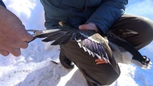 Как Правильно Подрезать Крылья Подсадной Утке