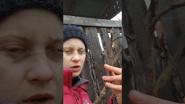 Как найти корягу для аквариума смотреть онлайн