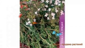 Тимьян овощной Медок (medok medok) ? овощной тимьян Медок обзор: как сажать, семена тимьяна Медок