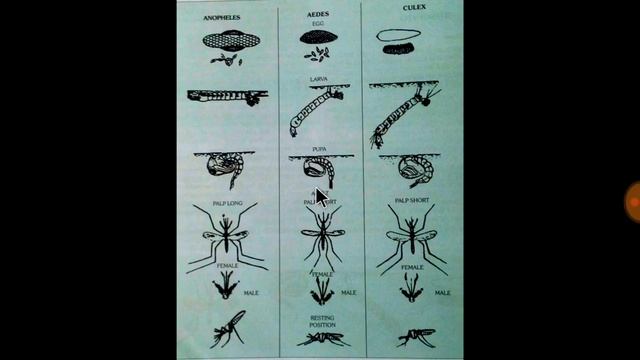 Anopheles,culex,aedes