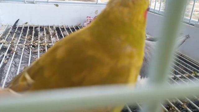 Какарик подчиняет корелу , перед дождем смотреть онлайн