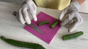 Обрезка длинных кактусов. [Уход за растениями]