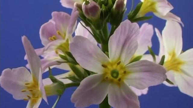Bach Flower Remedies - Water Violet