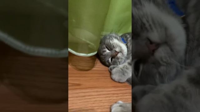 СЛАДКИХ ТЕБЕ СНОВ КОТИК/ КОТ 2023 / FUNNY CATS?? смотреть онлайн