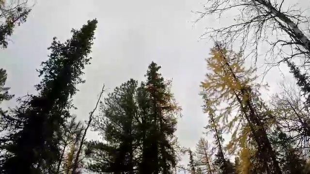 охота на соболя. Кучум, Тайга. смотреть онлайн