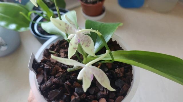 Phal. speciosa 'Purple Spots' x pallens смотреть онлайн
