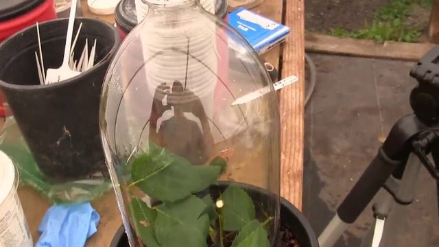How to Grow Roses From Cuttings Fast and Easy | Rooting Rose Cuttings with a 2 Liter Soda Bottle смотреть онлайн