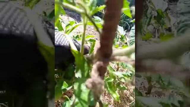 томат Жозефина смотреть онлайн