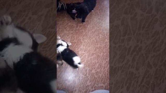 привет от щенят) смотреть онлайн