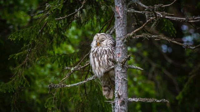 #4 Ничто не является постоянным , Рамеш Балсекар , Аудиокнига , Адвайта , Nikosho смотреть онлайн