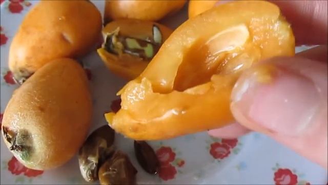 Я называю их любя "шизики":-)) Мушмула. Шесек смотреть онлайн