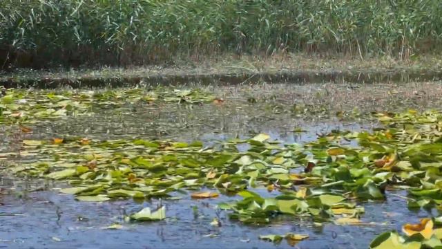 Озеро с кувшинками в Турции. Озеро Ышыклы. Денизли смотреть онлайн