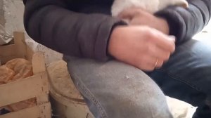 рассаживаю крольчат мальчиков от девочек...