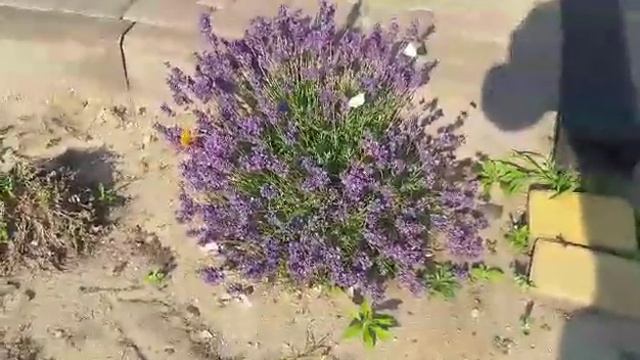 Лаванда 1 смотреть онлайн