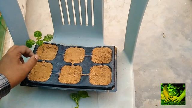 how to multiply bright eye plant from cutting? смотреть онлайн