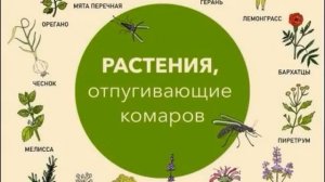 Что записать в ,,Травник,,