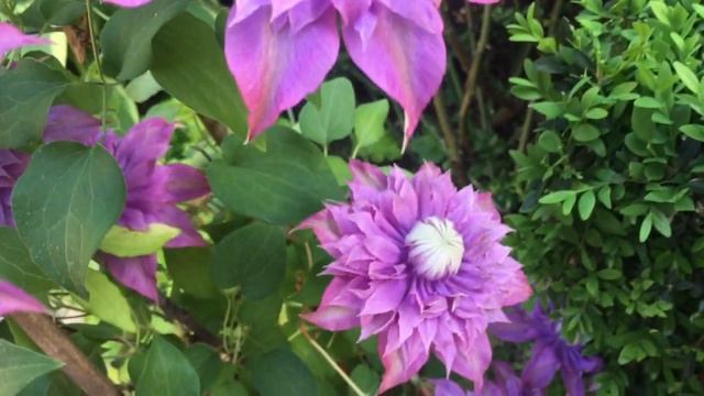 СУПЕР КЛЕМАТИСЫ!!! От ТАКОЙ красоты ОБАЛДЕЛИ даже КОШКИ смотреть онлайн